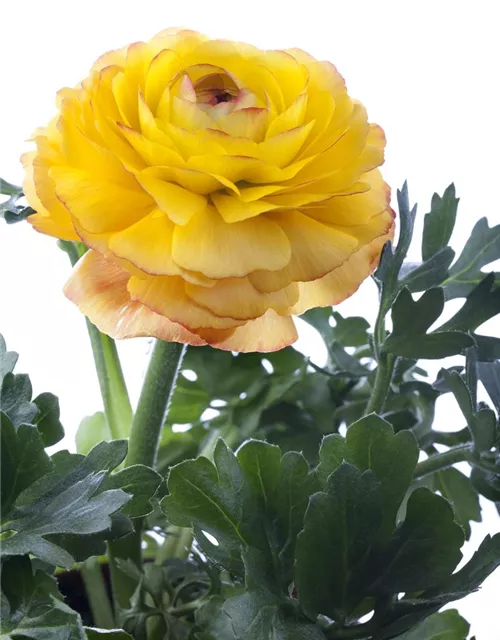 Ranunculus asiaticus