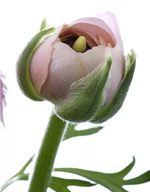 Ranunculus asiaticus