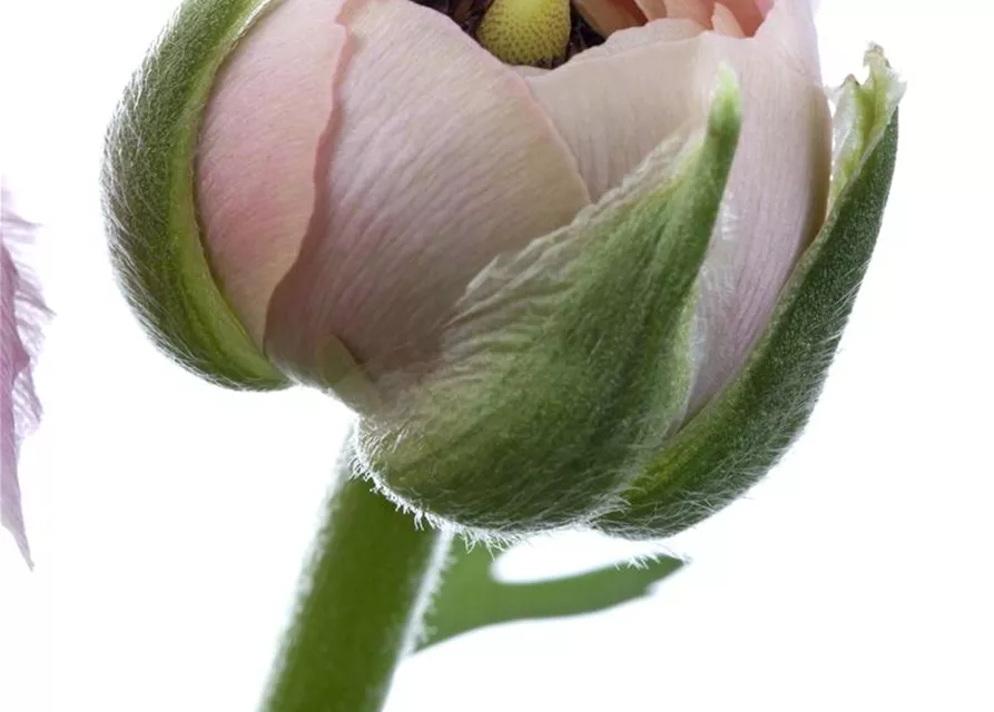 Ranunculus asiaticus