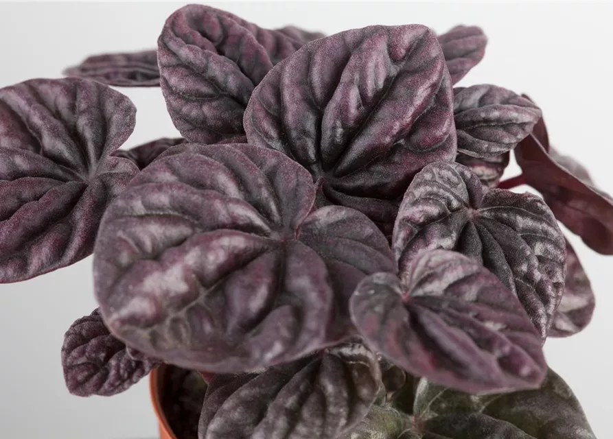 Peperomia