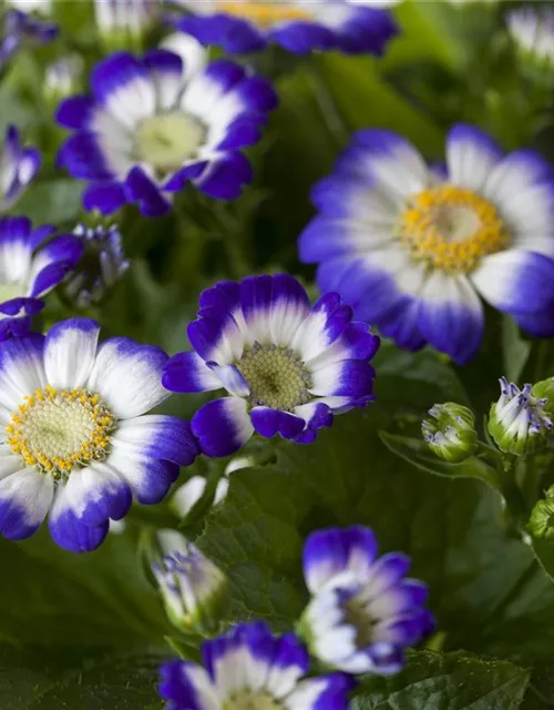 Pericallis cruentus