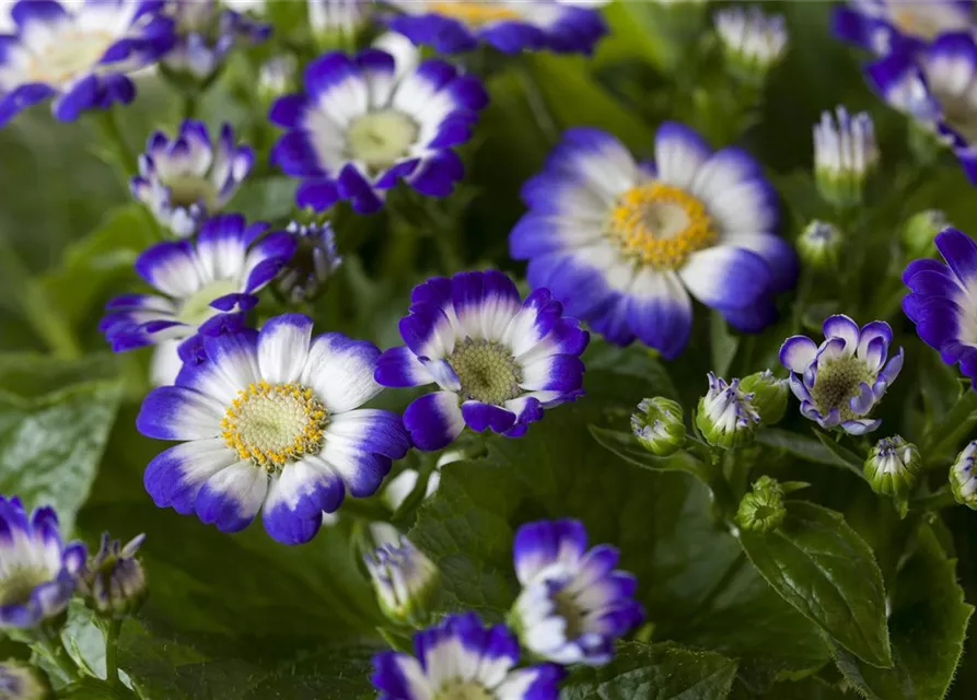 Pericallis cruentus