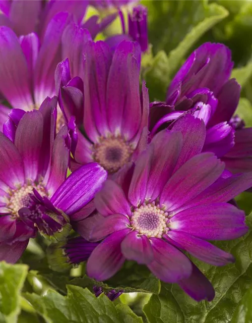 Pericallis cruentus