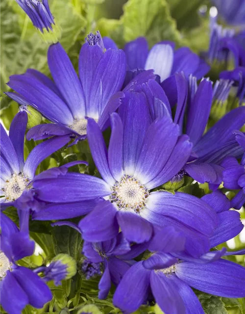 Pericallis cruentus