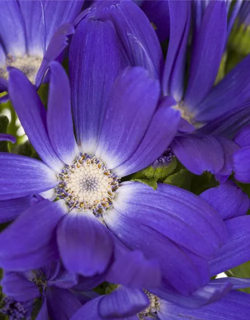 Pericallis cruentus