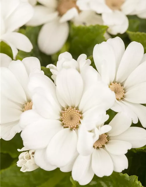 Pericallis cruentus