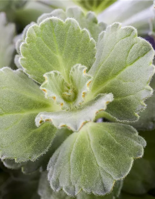 Plectranthus ornatus