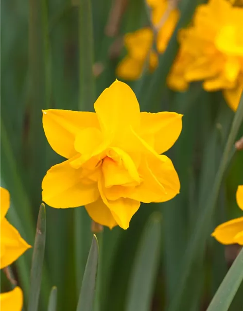 Narcissus Double