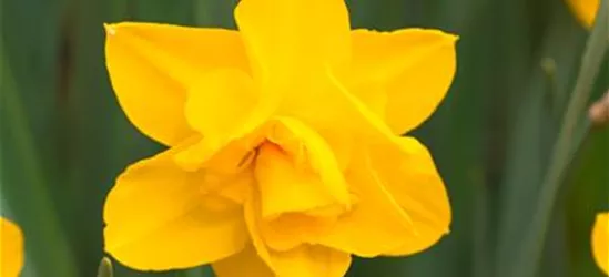 Narcissus Double