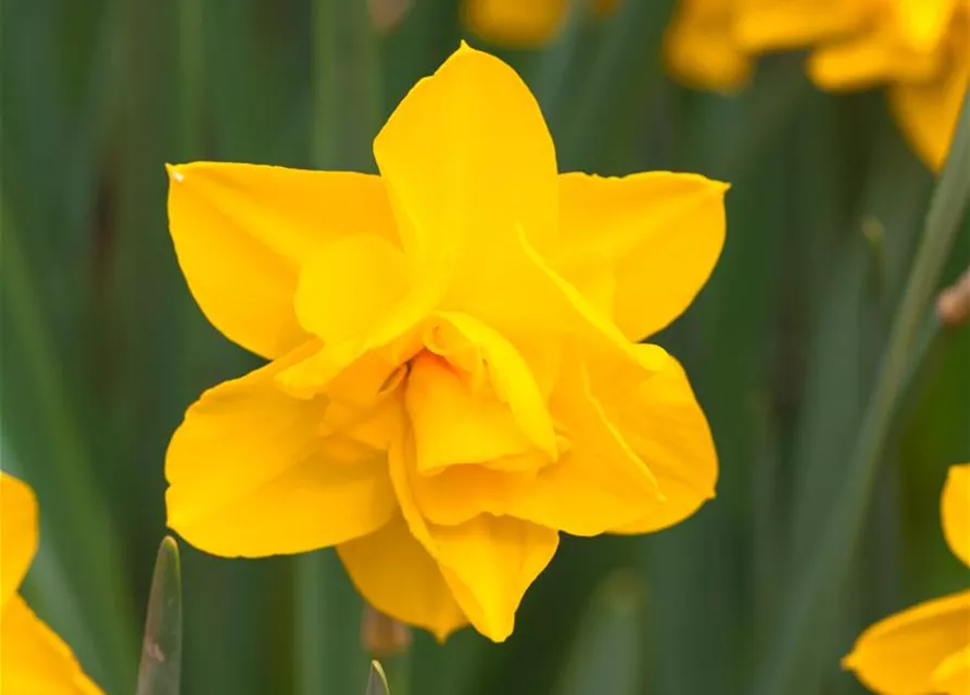 Narcissus Double