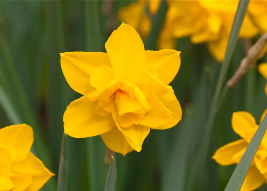 Narcissus Double