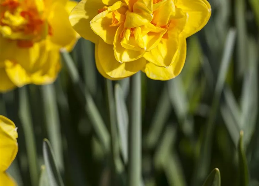 Narcissus Double