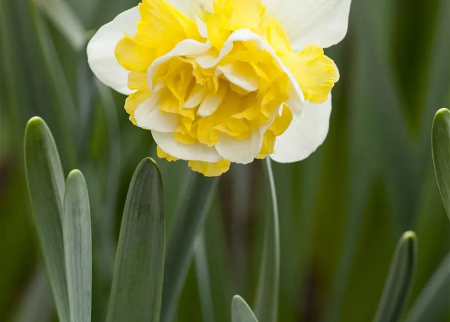 Narcissus Double