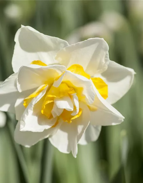 Narcissus Double