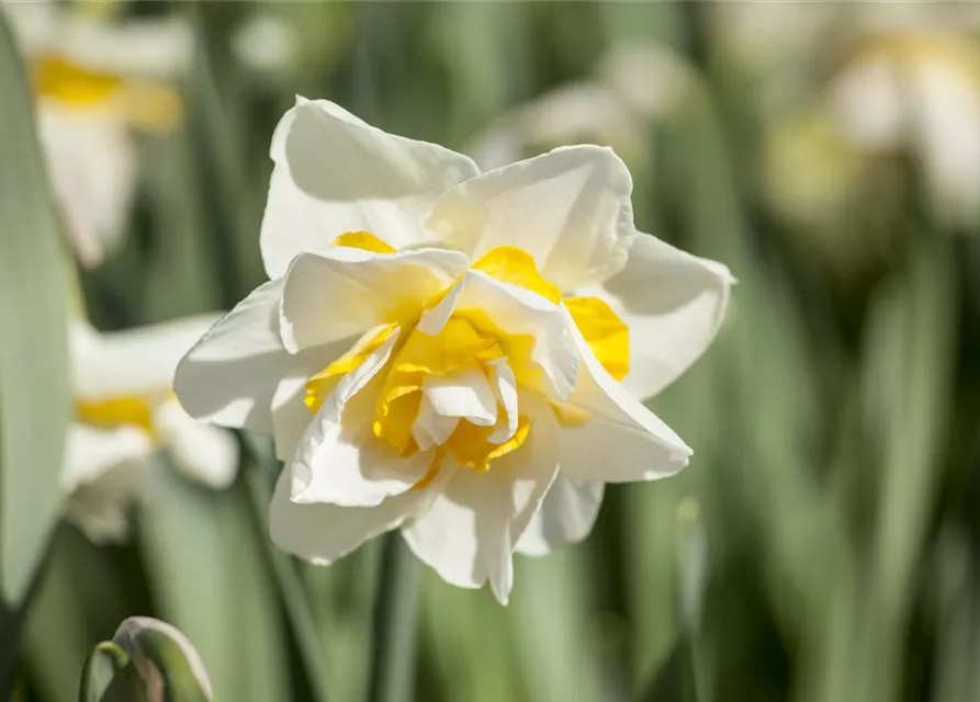 Narcissus Double