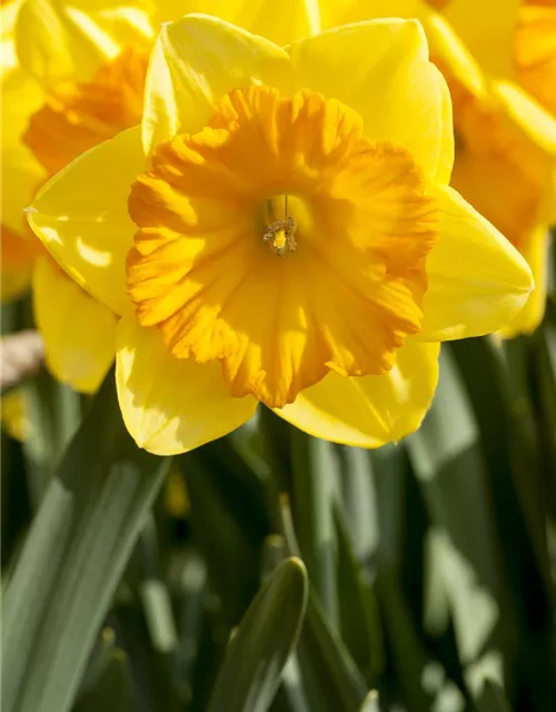 Narcissus in großkronigen Sorten