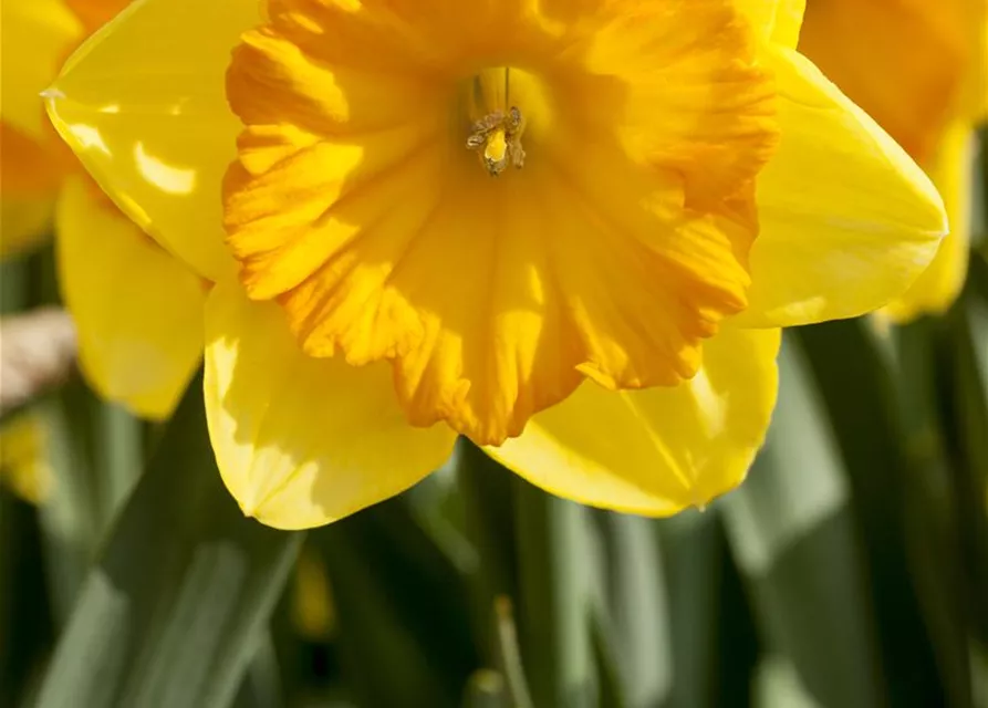 Narcissus in großkronigen Sorten