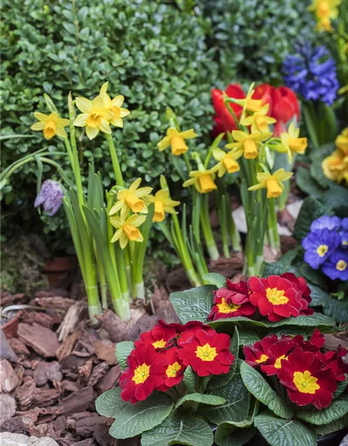 Narcissus in großkronigen Sorten