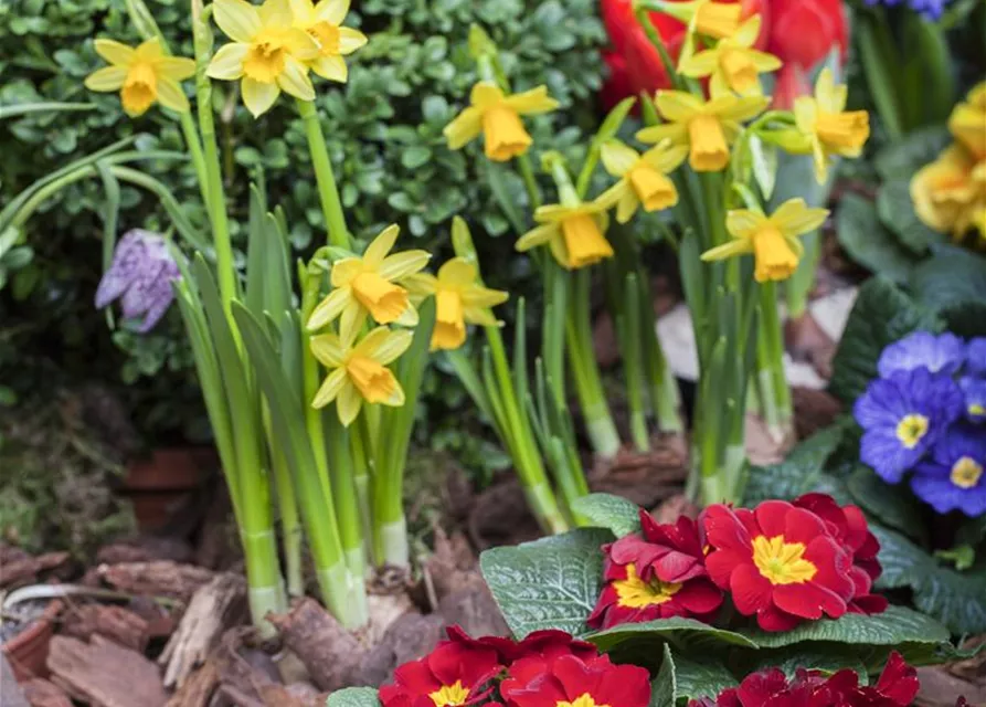 Narcissus in großkronigen Sorten