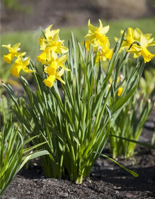 Narcissus in großkronigen Sorten