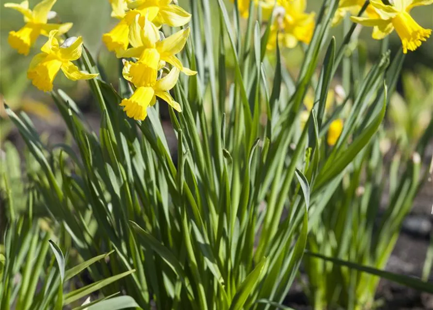 Narcissus in großkronigen Sorten