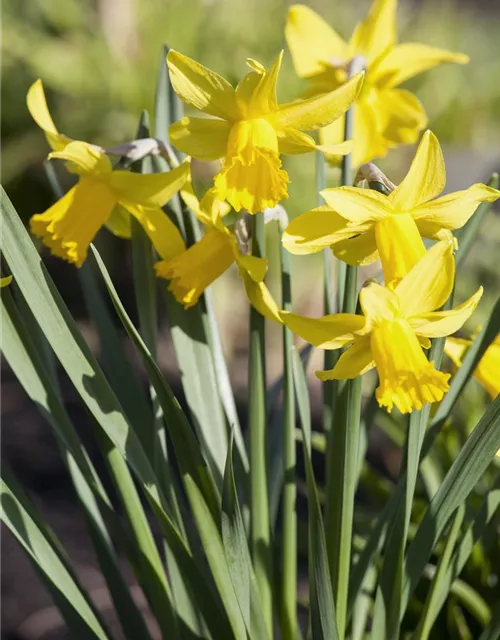 Narcissus in großkronigen Sorten