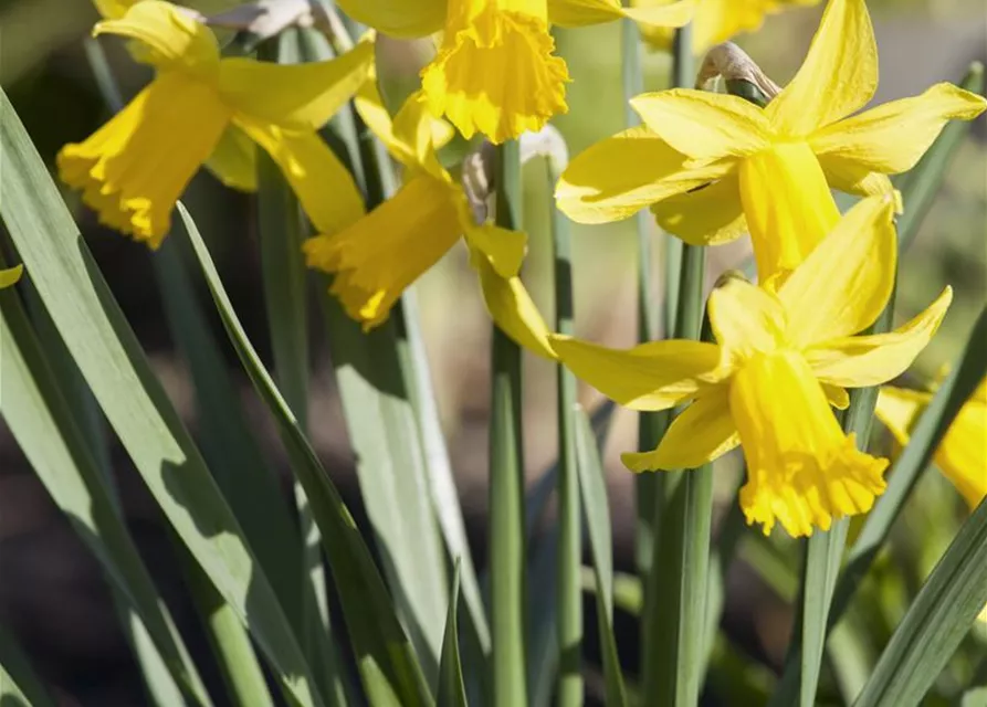 Narcissus in großkronigen Sorten