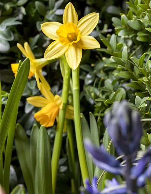 Narcissus in großkronigen Sorten