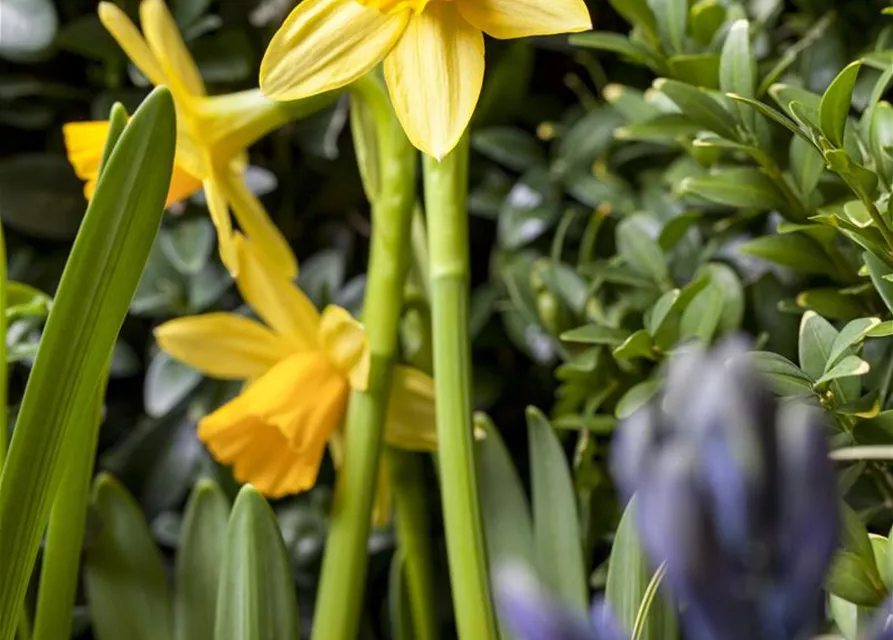 Narcissus in großkronigen Sorten