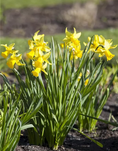 Narcissus in großkronigen Sorten