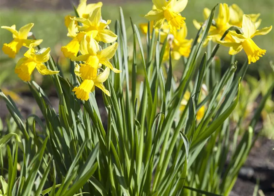 Narcissus in großkronigen Sorten