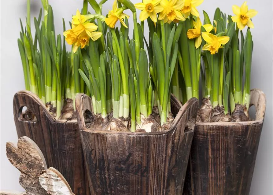 Narcissus in großkronigen Sorten