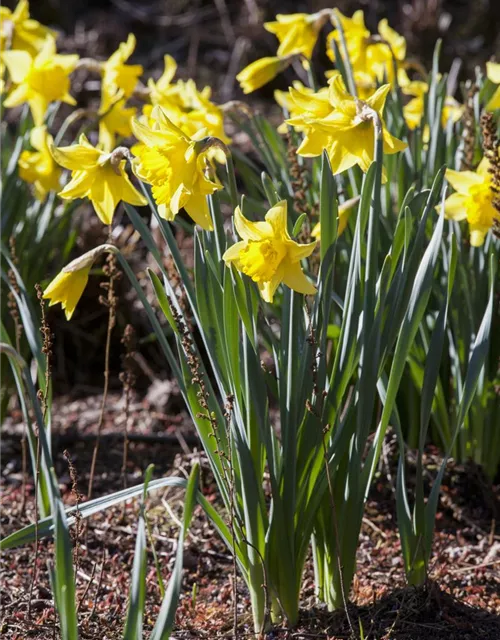 Narcissus in großkronigen Sorten