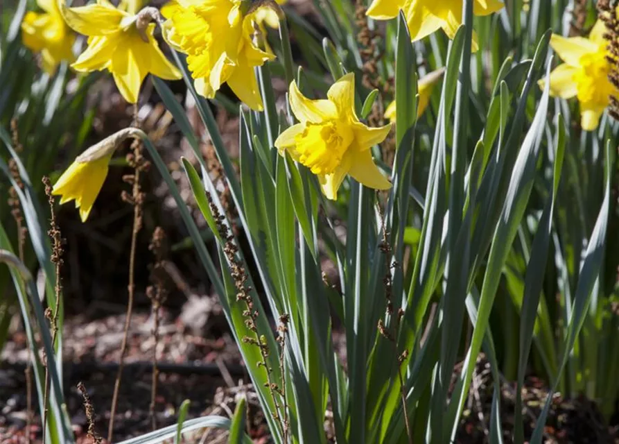 Narcissus in großkronigen Sorten