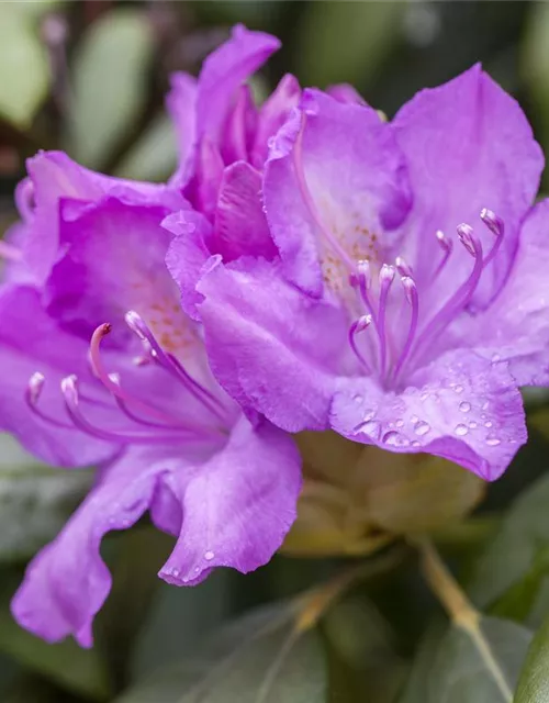 Rhododendron catawbiense