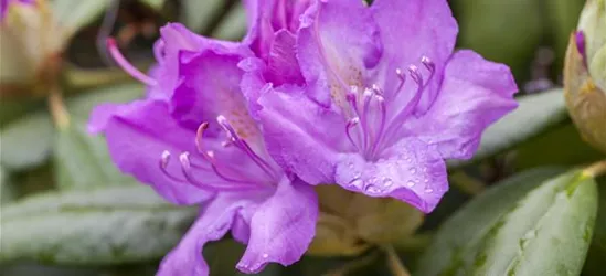 Rhododendron catawbiense