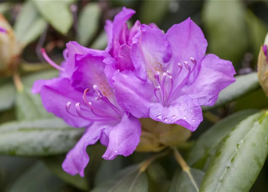 Rhododendron catawbiense