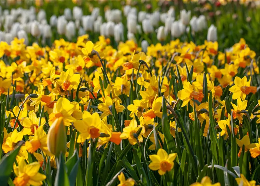 Narcissus pseudonarcissus