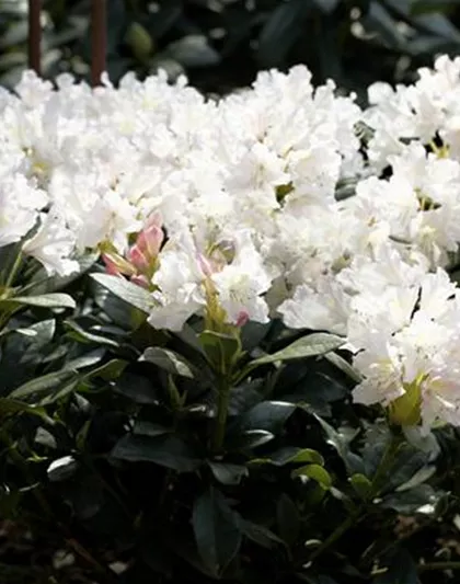 Rhododendron 'Cunningham´s White'