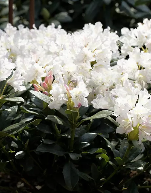 Rhododendron 'Cunningham´s White'