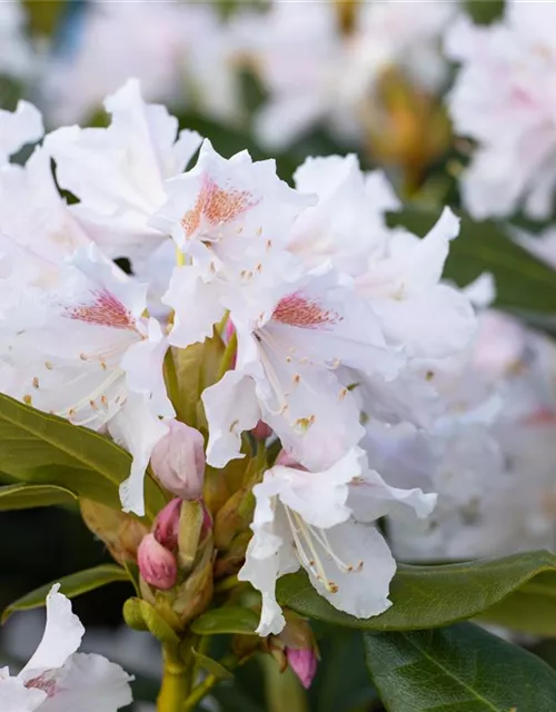 Rhododendron 'Cunningham´s White'