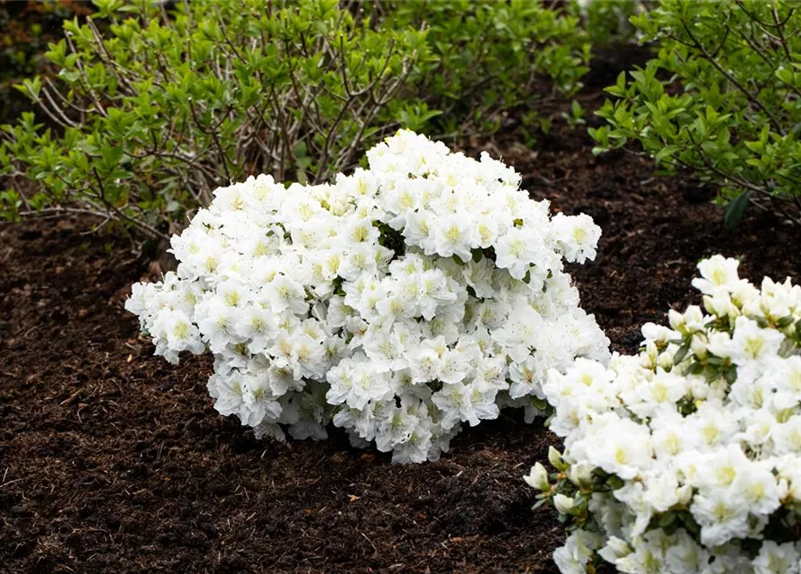 Rhododendron 'Cunningham´s White'