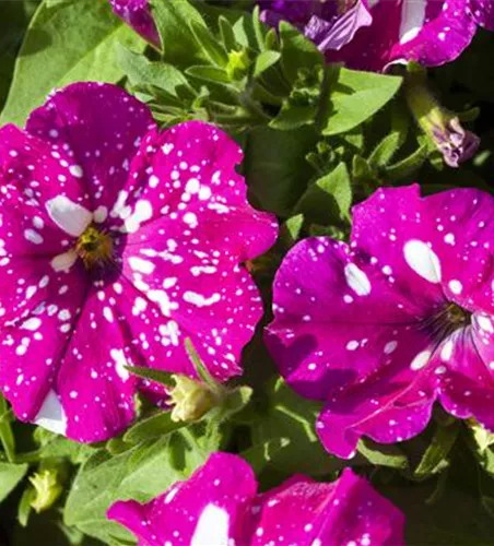 Petunia 'BabyDoll'®