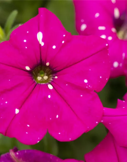 Petunia 'BabyDoll'®