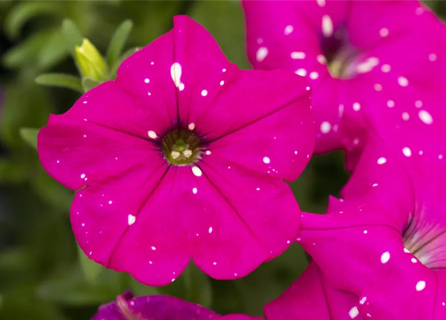 Petunia 'BabyDoll'®