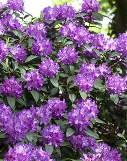 Rhododendron Hybride (großblumig)