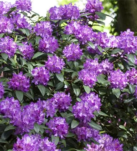 Rhododendron Hybride (großblumig)