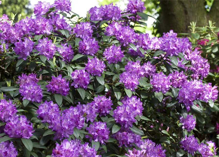 Rhododendron Hybride (großblumig)