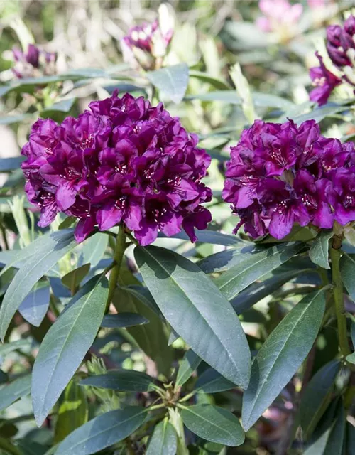 Rhododendron Hybride (großblumig)