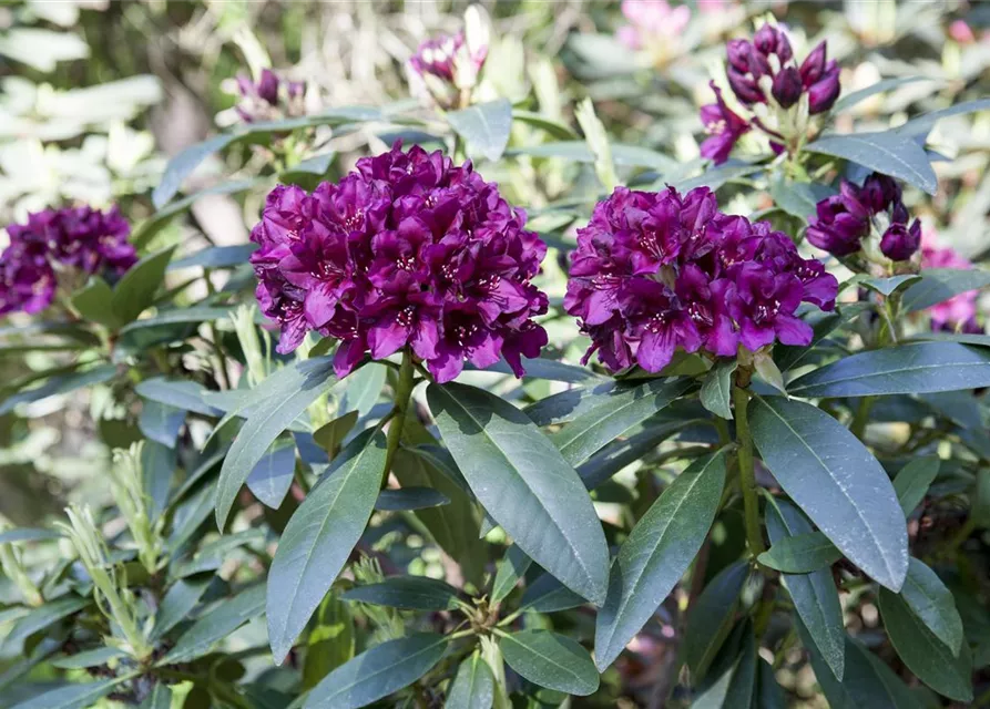 Rhododendron Hybride (großblumig)